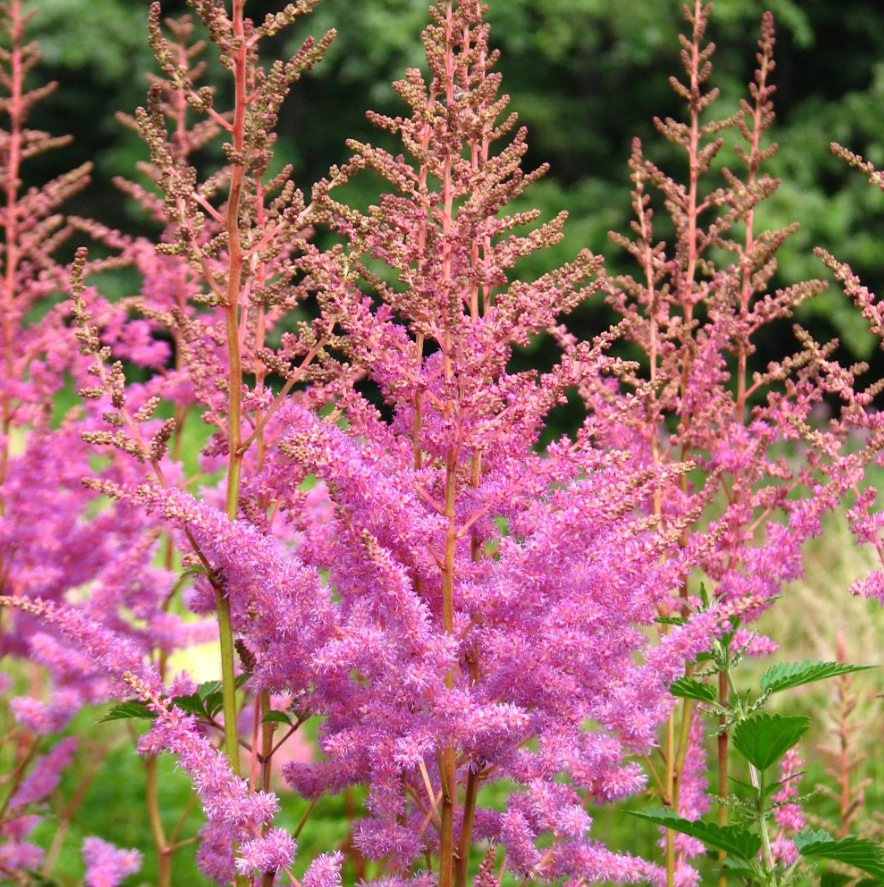 Astilbe - Amethyst