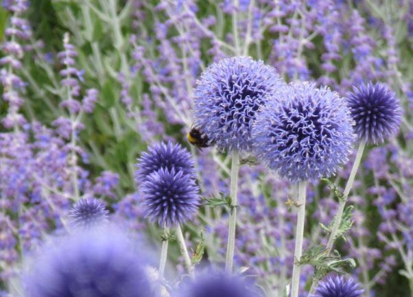 Echinops (Globe Thistle) - Ritro