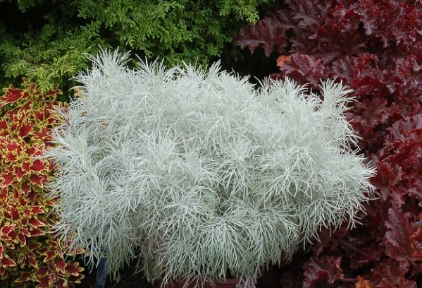 Artemisia Schmidtiana - Garden Ghost