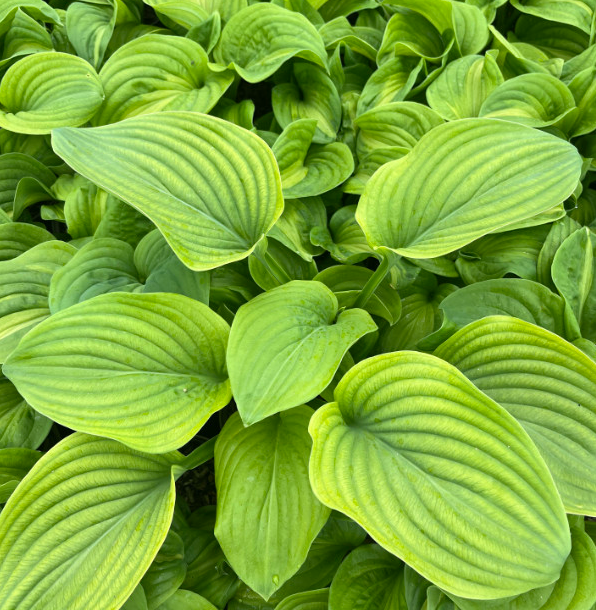 Hosta (Plantain Lily) - Emerald Charger