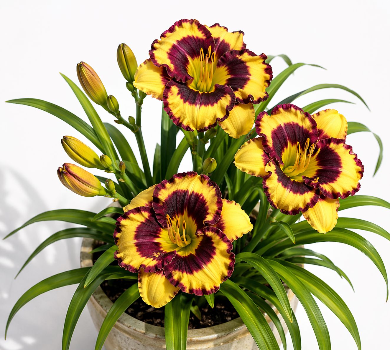 Hemerocallis (Daylily) - Pansy Face Charmer