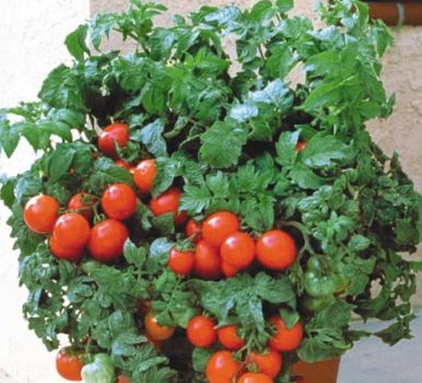Tomato - Patio (6 Pack Large)