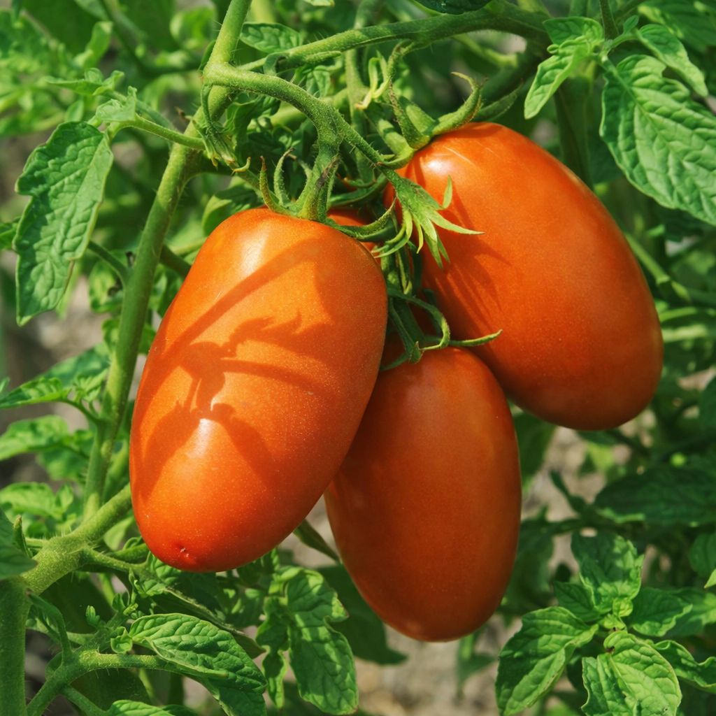 Tomato - San Marzano - 4"