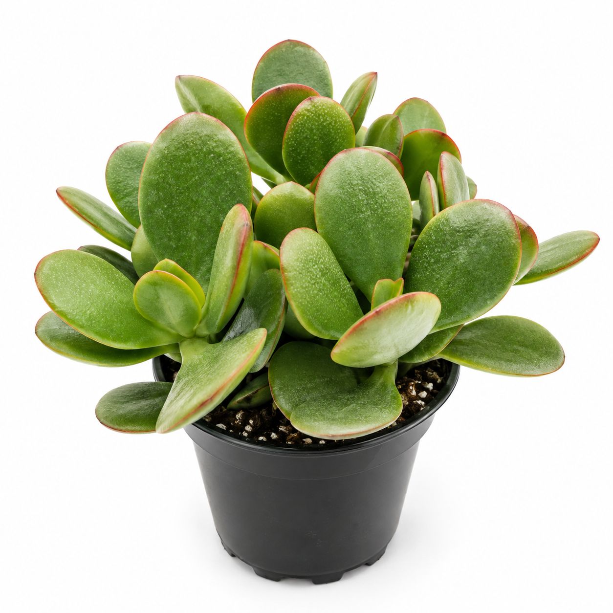 Jade - 2.5"