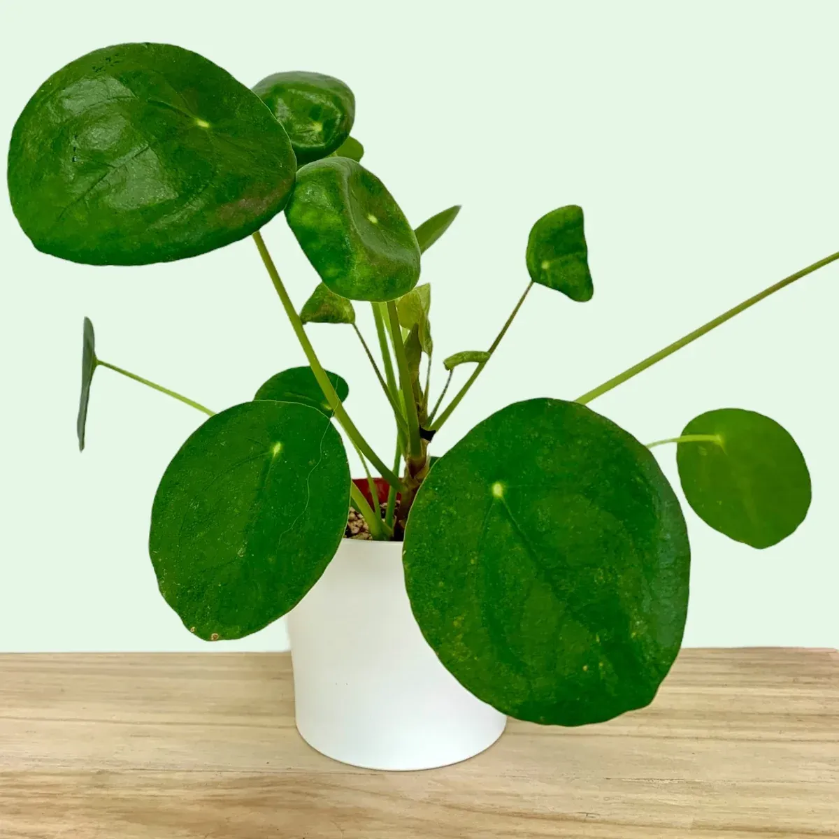 Pilea (Chinese Money Plant) - 3.5"