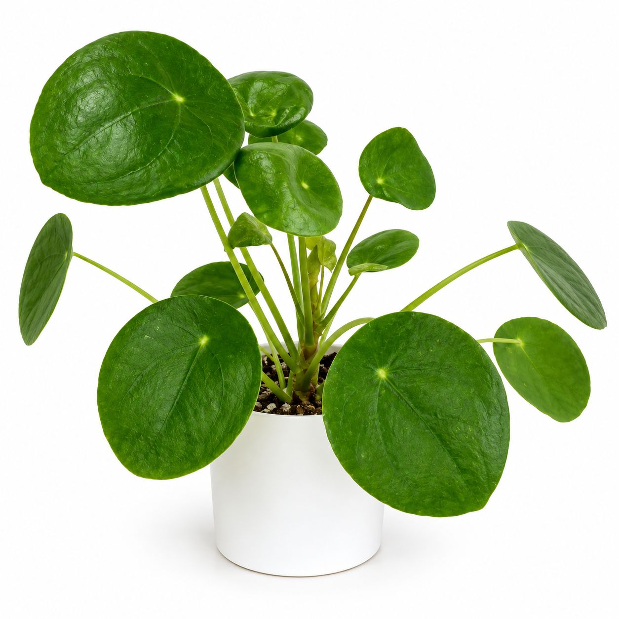Pilea (Chinese Money Plant) - 3.5"