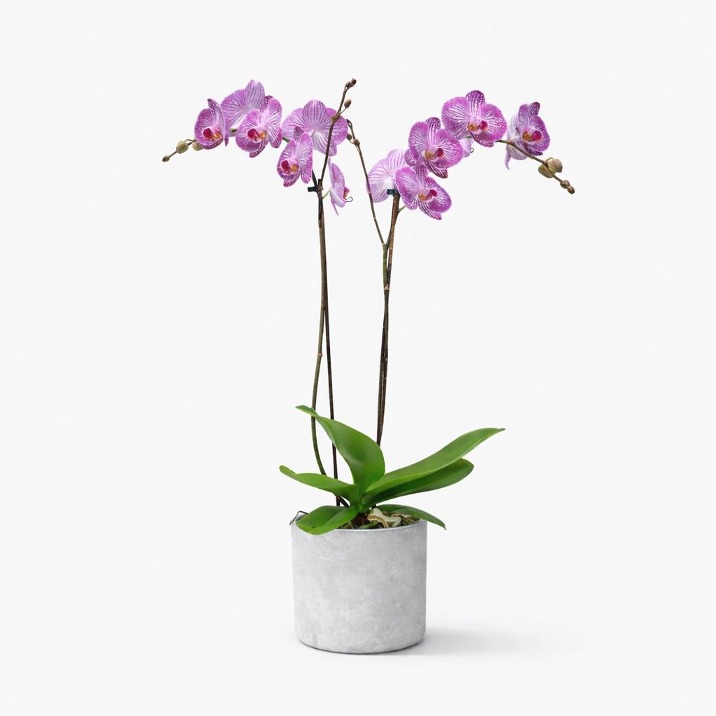 Magnifica 2+ Spike Orchid - 5"