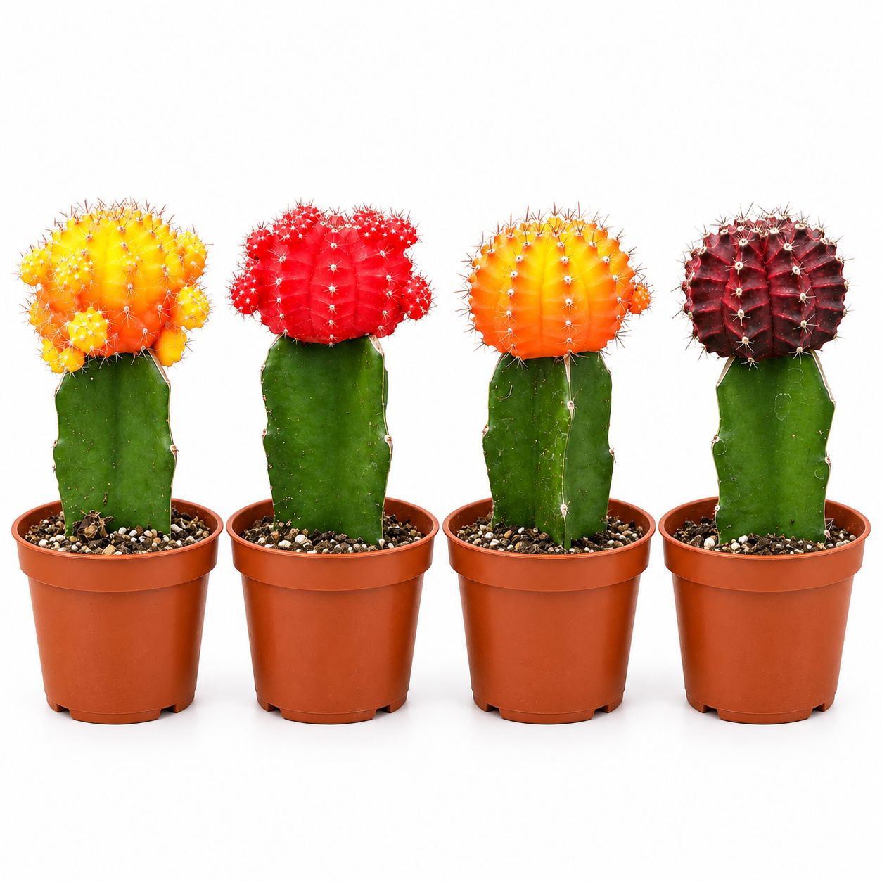 Cactus Grafted - 2.5"