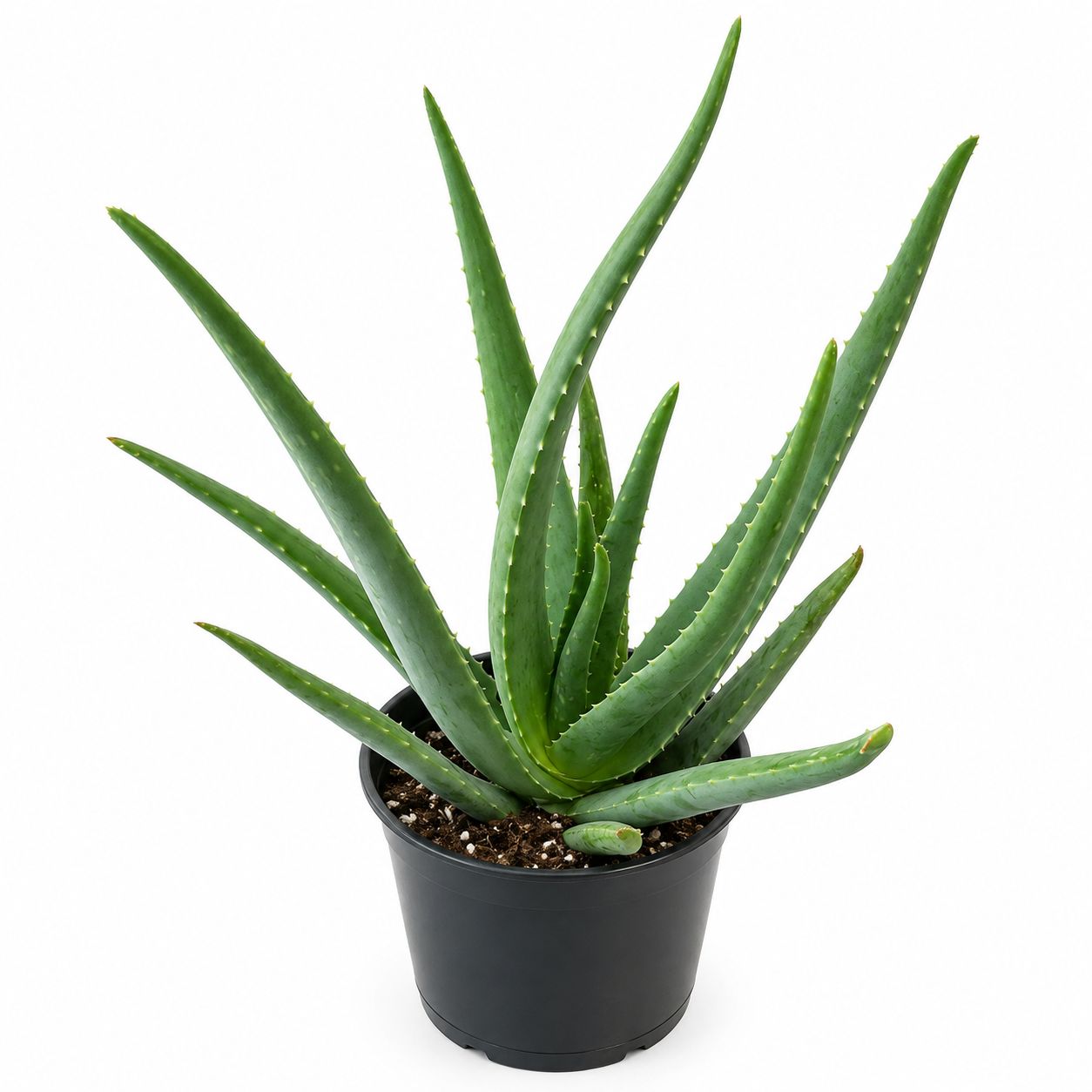 Aloe Vera - 6"