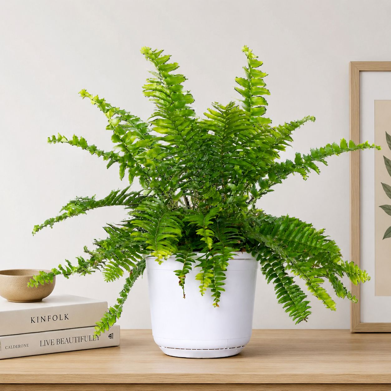 Boston Fern - 6"