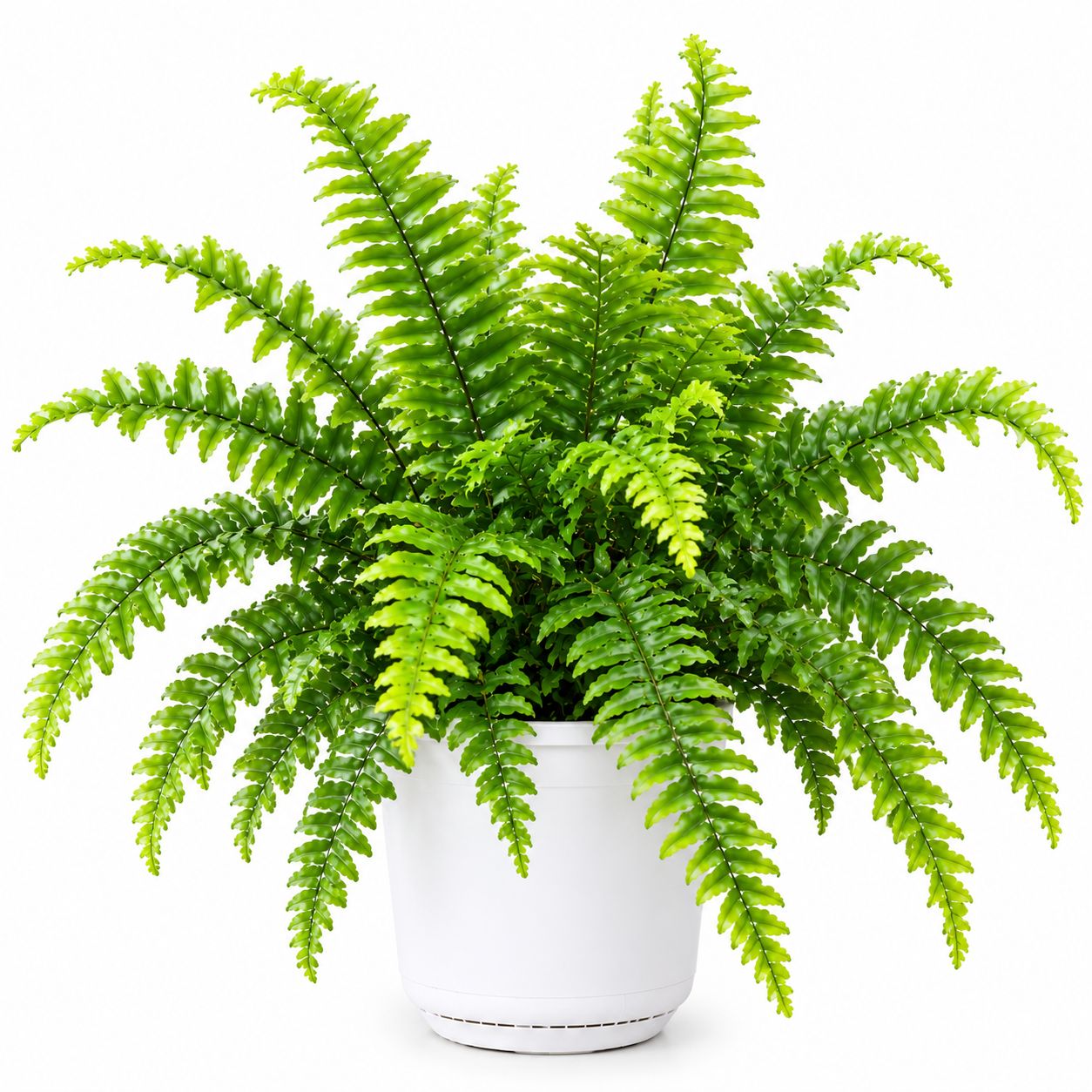 Boston Fern - 6"