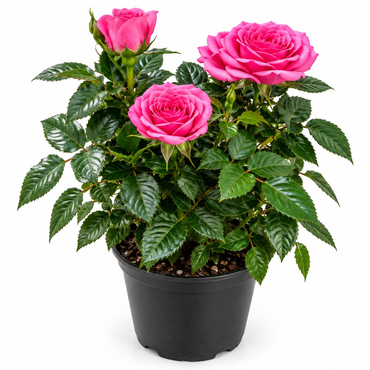Rose Mini - 4"