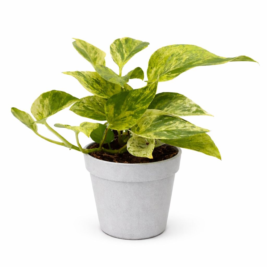 Pothos Marble Queen HB - 10"