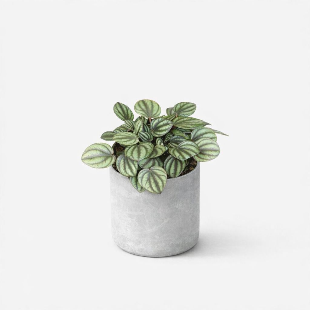 Peperomia Picalo Banda - 4"