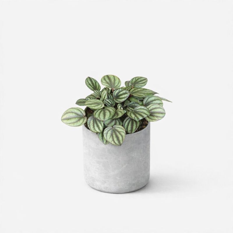 Peperomia Picalo Banda - 4"