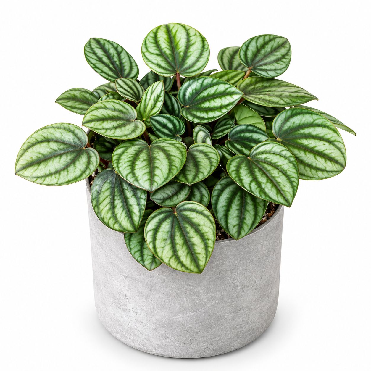 Peperomia Picalo Banda - 4"