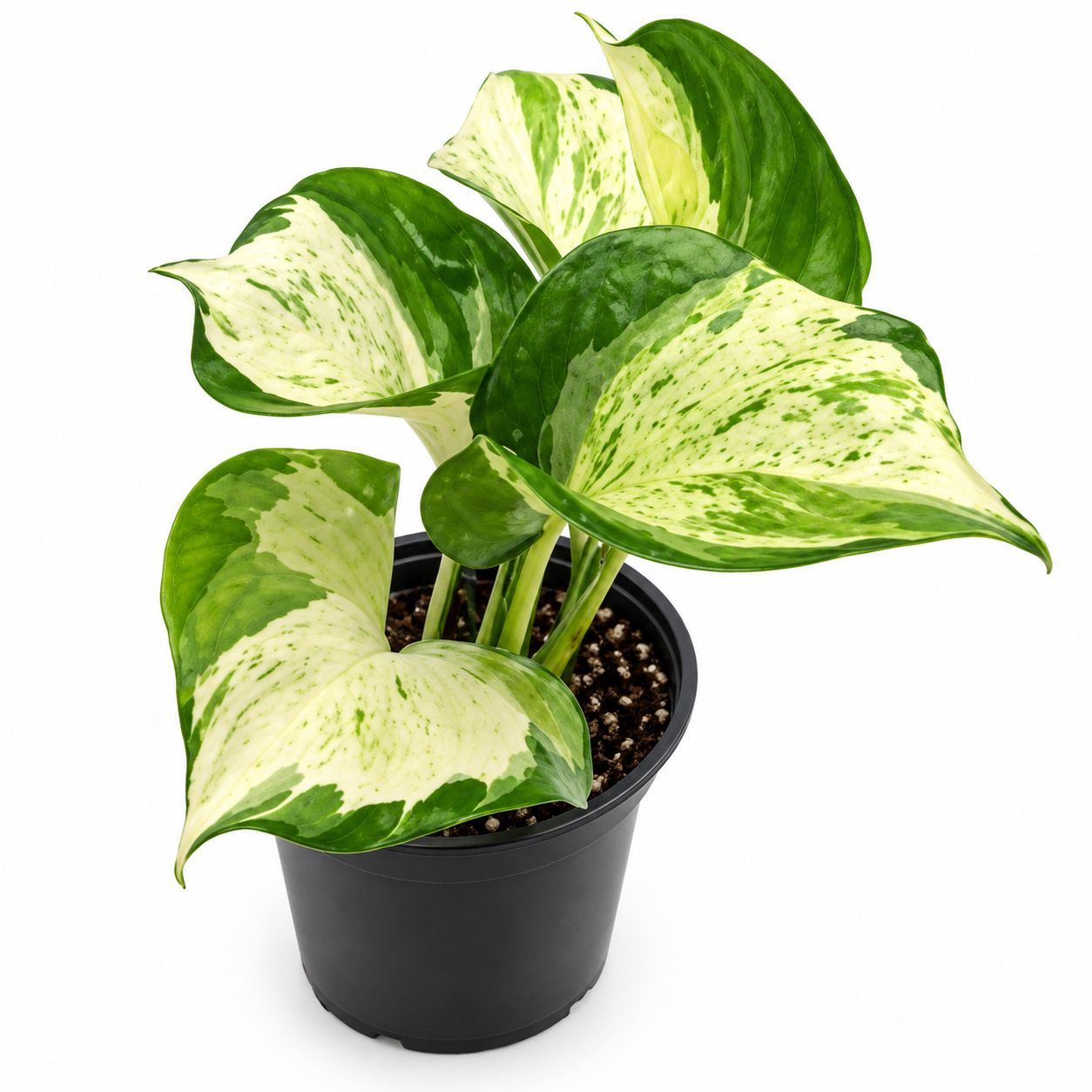 Pothos Manjula - 4"