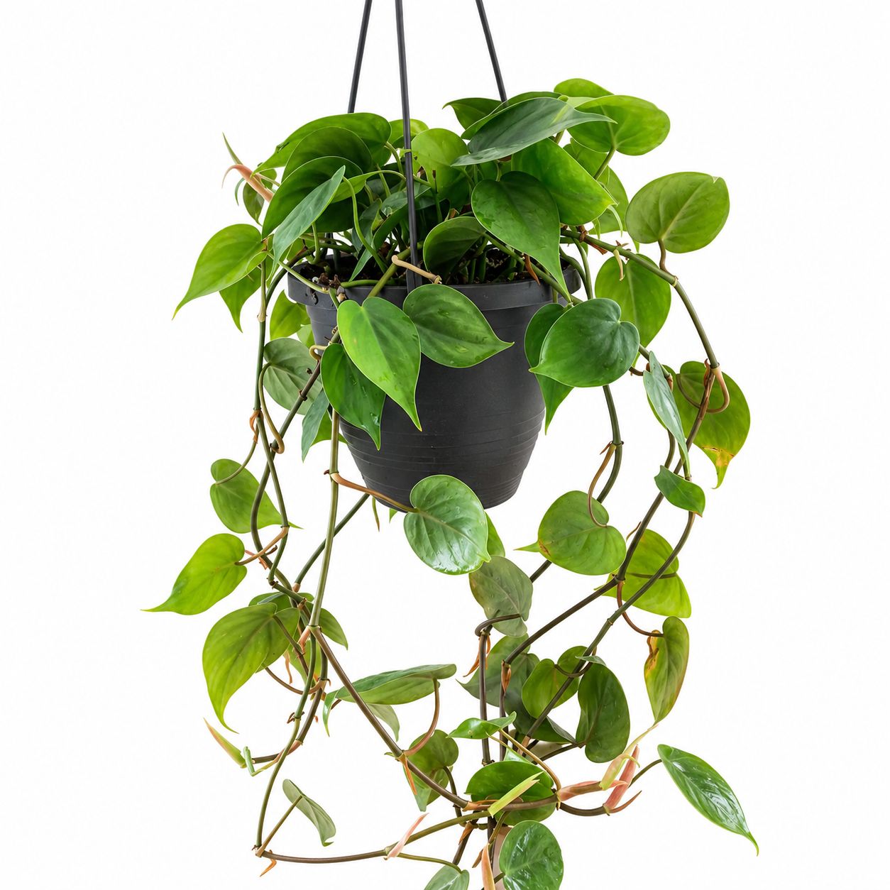 Philodendron Cordatum HB - 10"