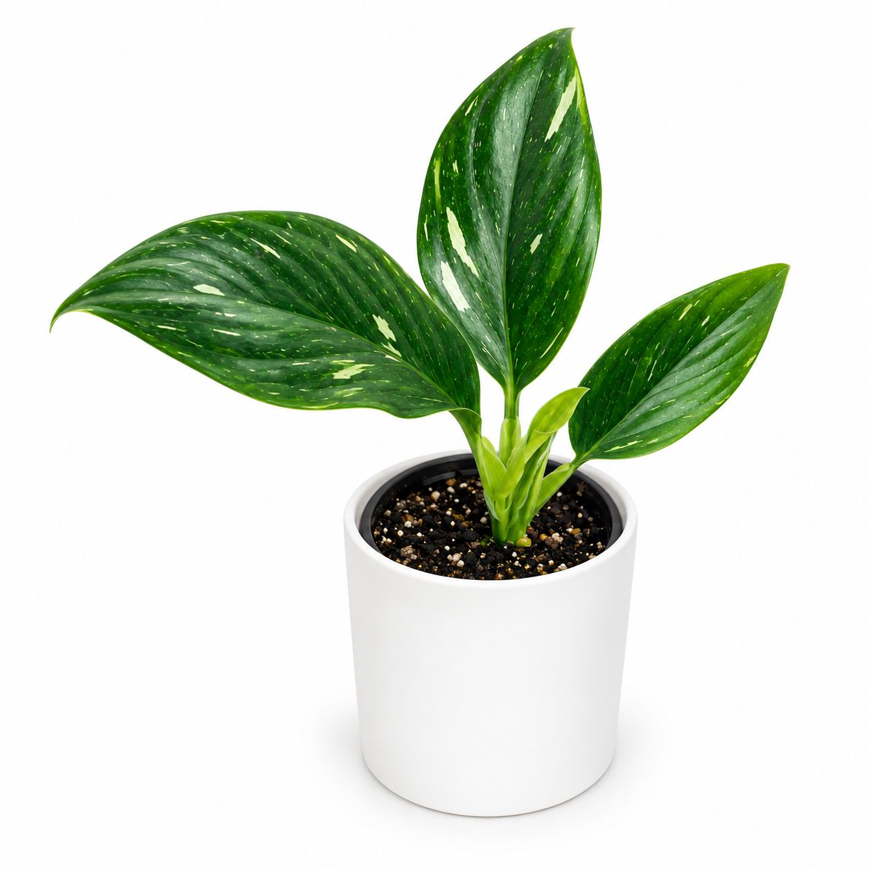 Monstera Standleyana Albo Variegata - 4"