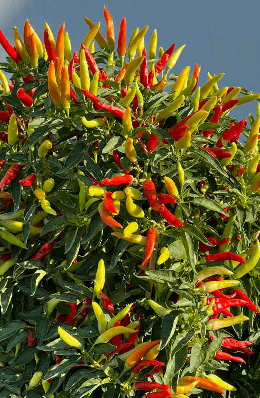 Tabasco Pepper Seeds (Hot Type) 1926