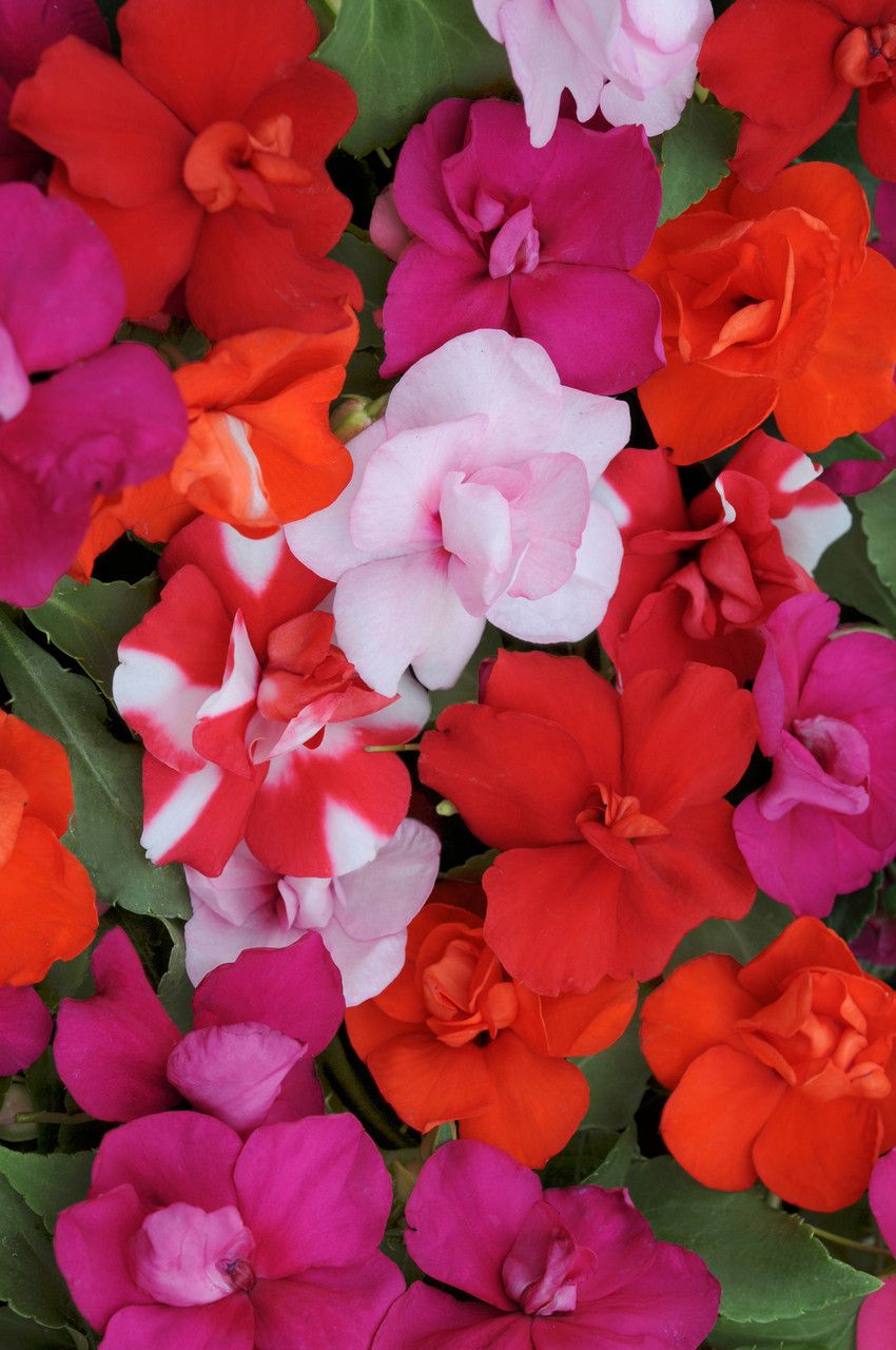 Double Impatiens (Althena Mix) 5440