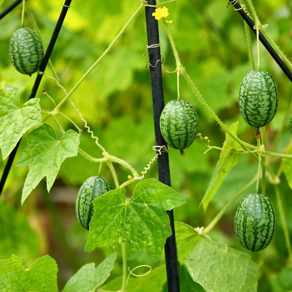 Cucamelon - 4"