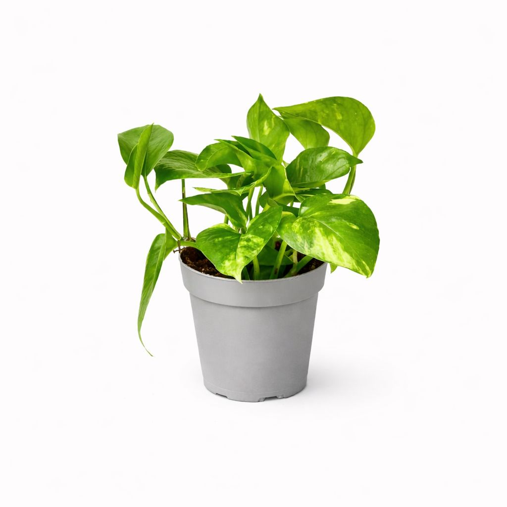Pothos Golden - 4"
