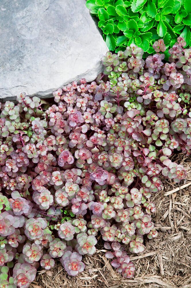 Sedum Voodoo Seeds 6349