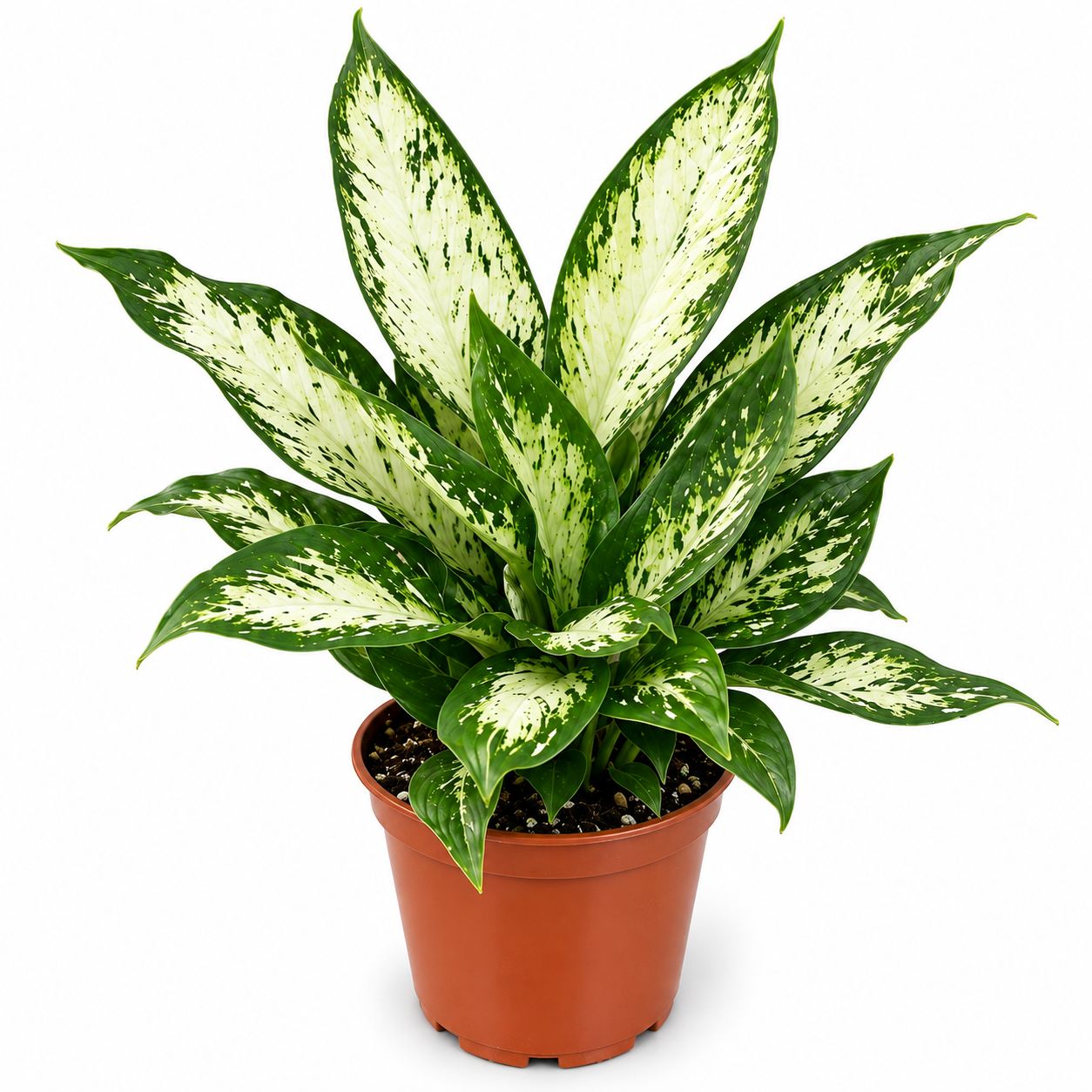 Dieffenbachia Vesuvius - 6"