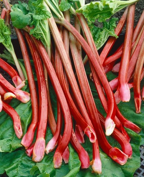 Rhubarb - Red Champagne