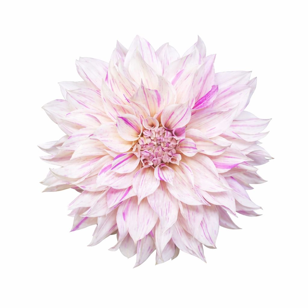 Dahlia - Dinnerplate Cafe au Lait Twist