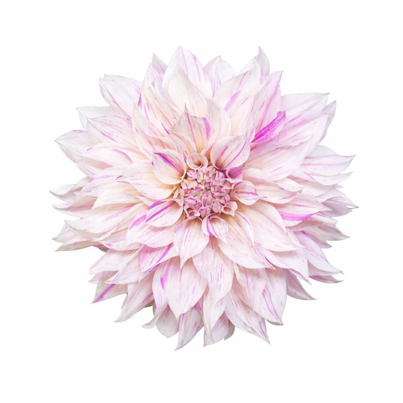 Dahlia - Dinnerplate Cafe au Lait Twist