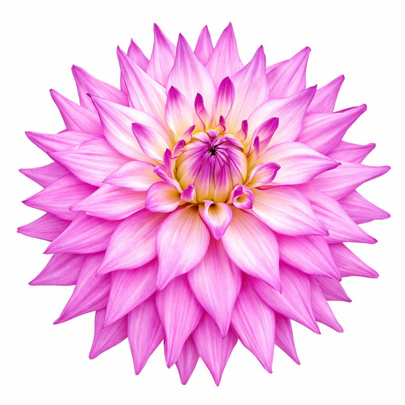 Dahlia - Dinnerplate Sir Alf Ramsey