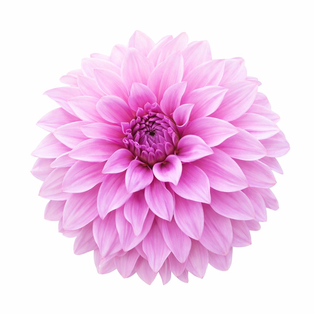 Dahlia - Dinnerplate Vassio Meggos