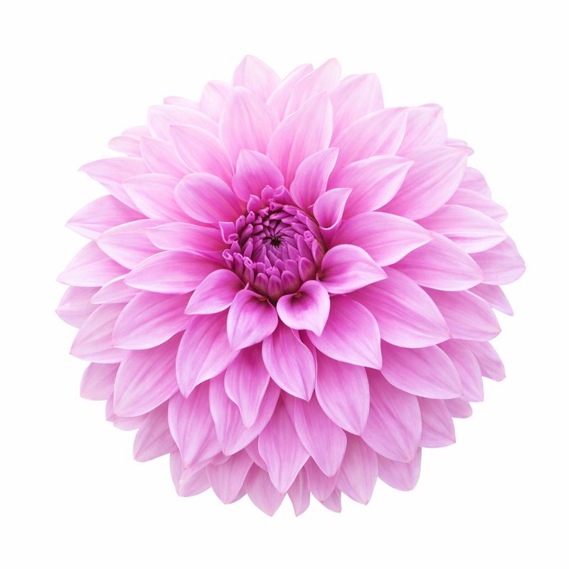 Dahlia - Dinnerplate Vassio Meggos