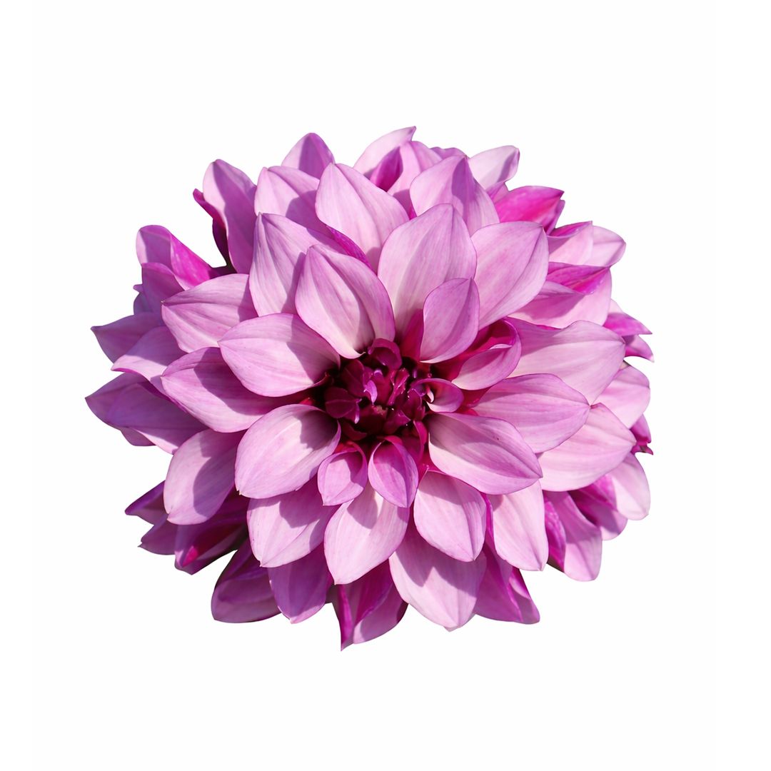 Dahlia - Cranberry Classic