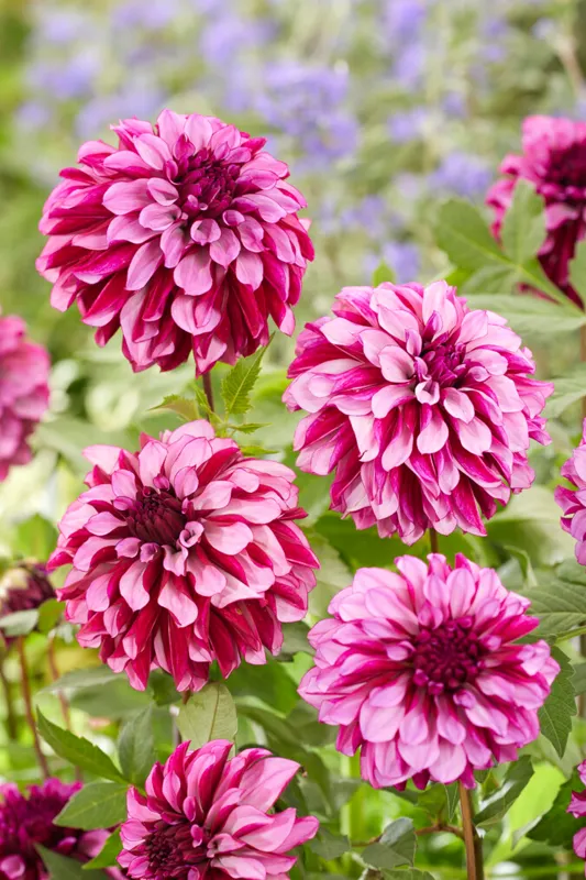 Dahlia - Cranberry Classic