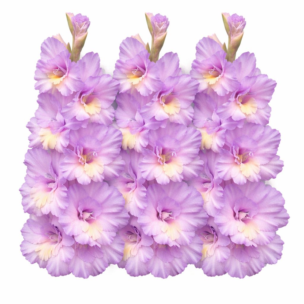 Gladiolus - Rippling Waters - Pack of 8