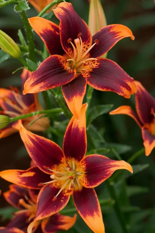 Lily - Forever Susan - Pack of 3