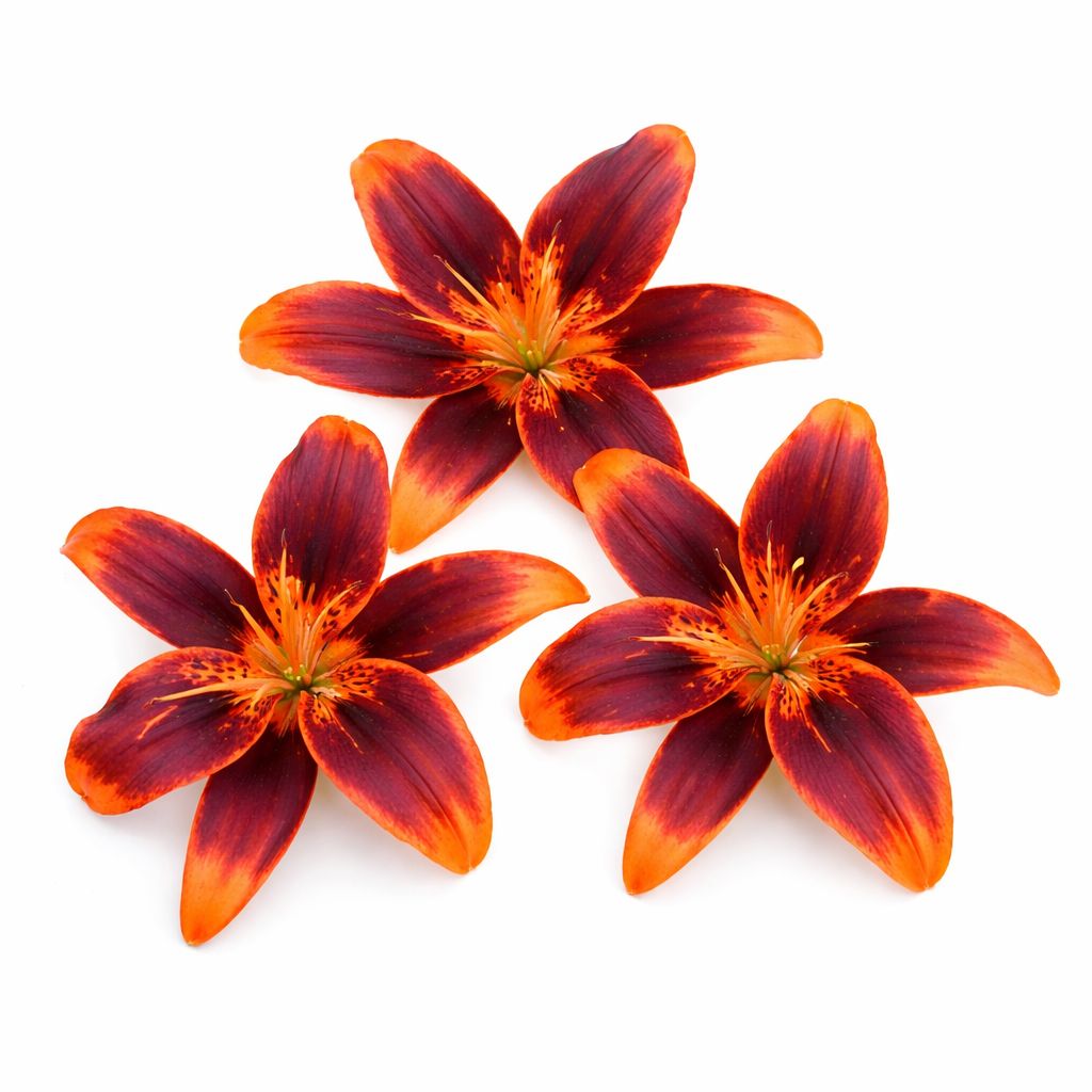 Lily - Forever Susan - Pack of 3