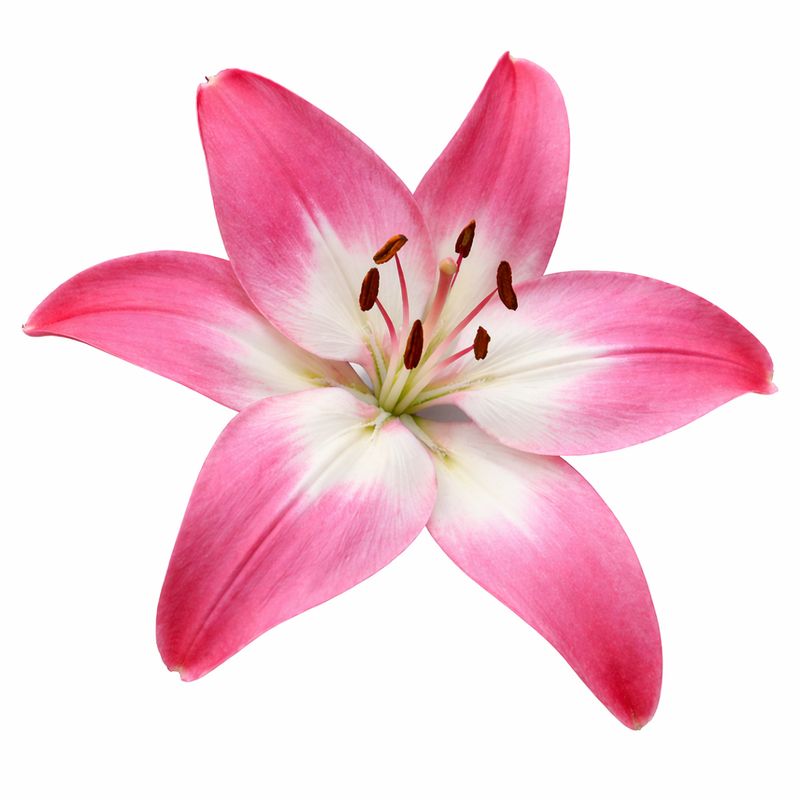 Lily - Pot Tiny Diamond - Pack of 3
