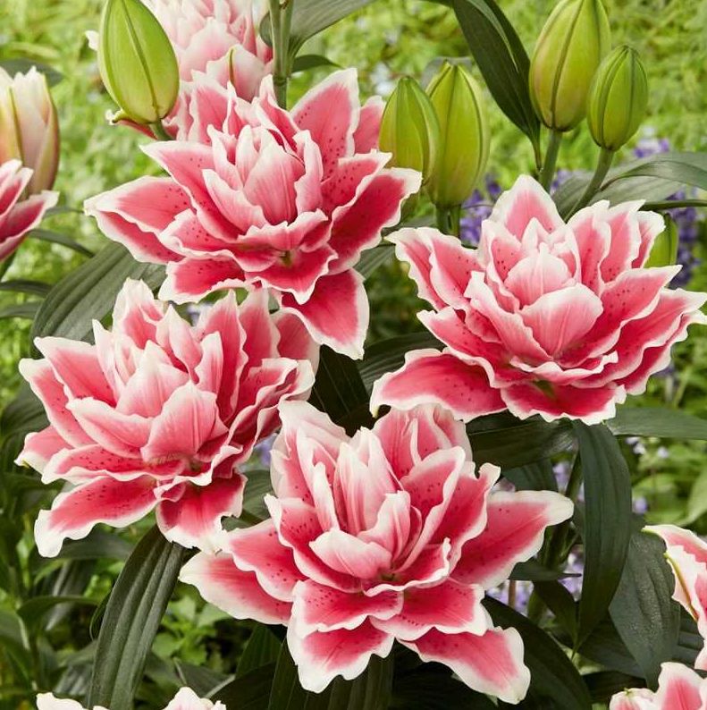 Lily - Double Oriental Roselily Samantha