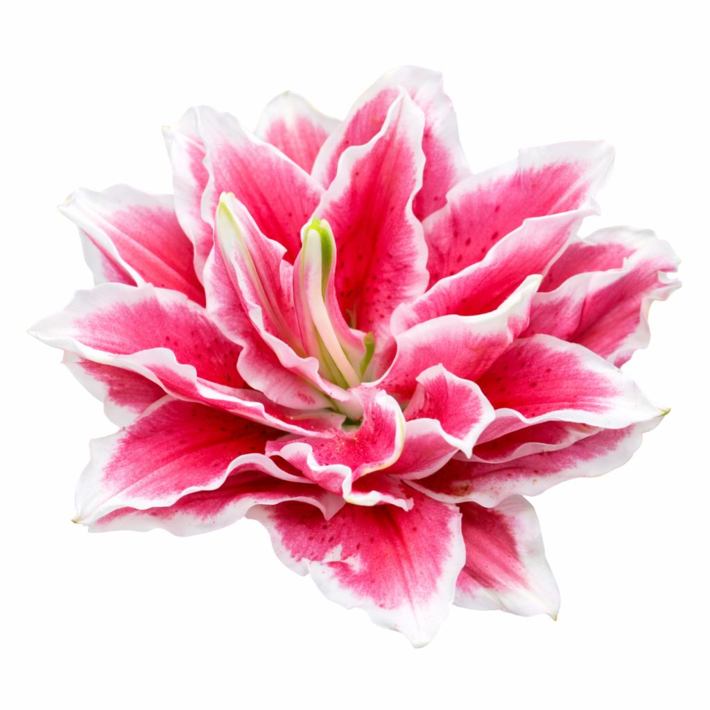 Lily - Double Oriental Roselily Samantha