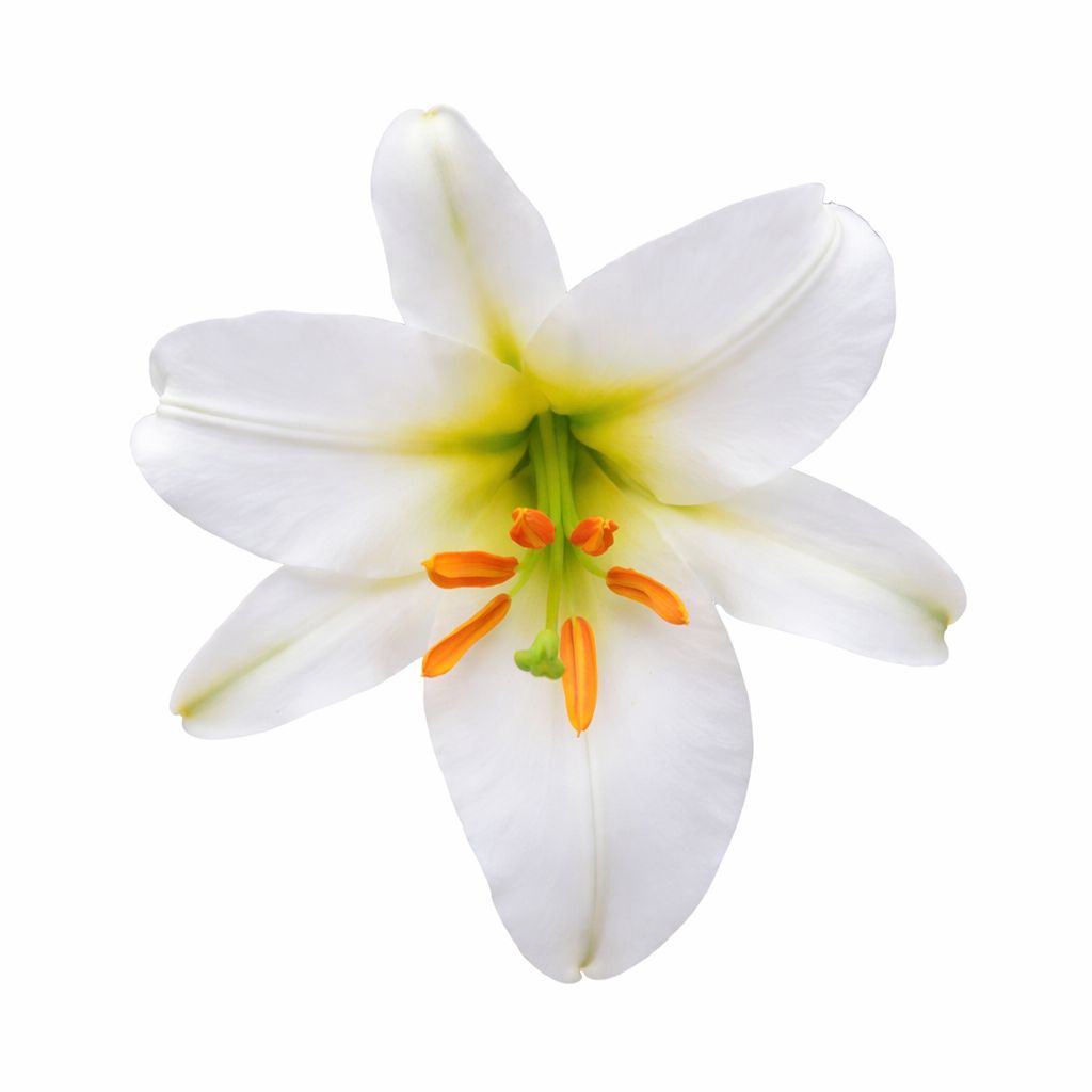 Lily - Trumpet Regale