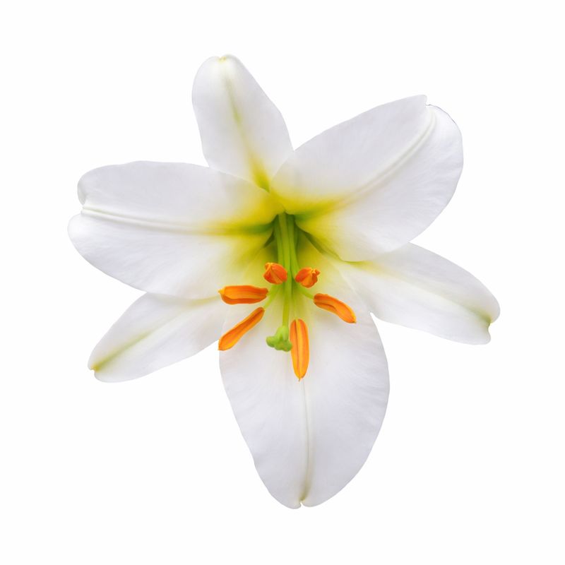 Lily - Trumpet Regale