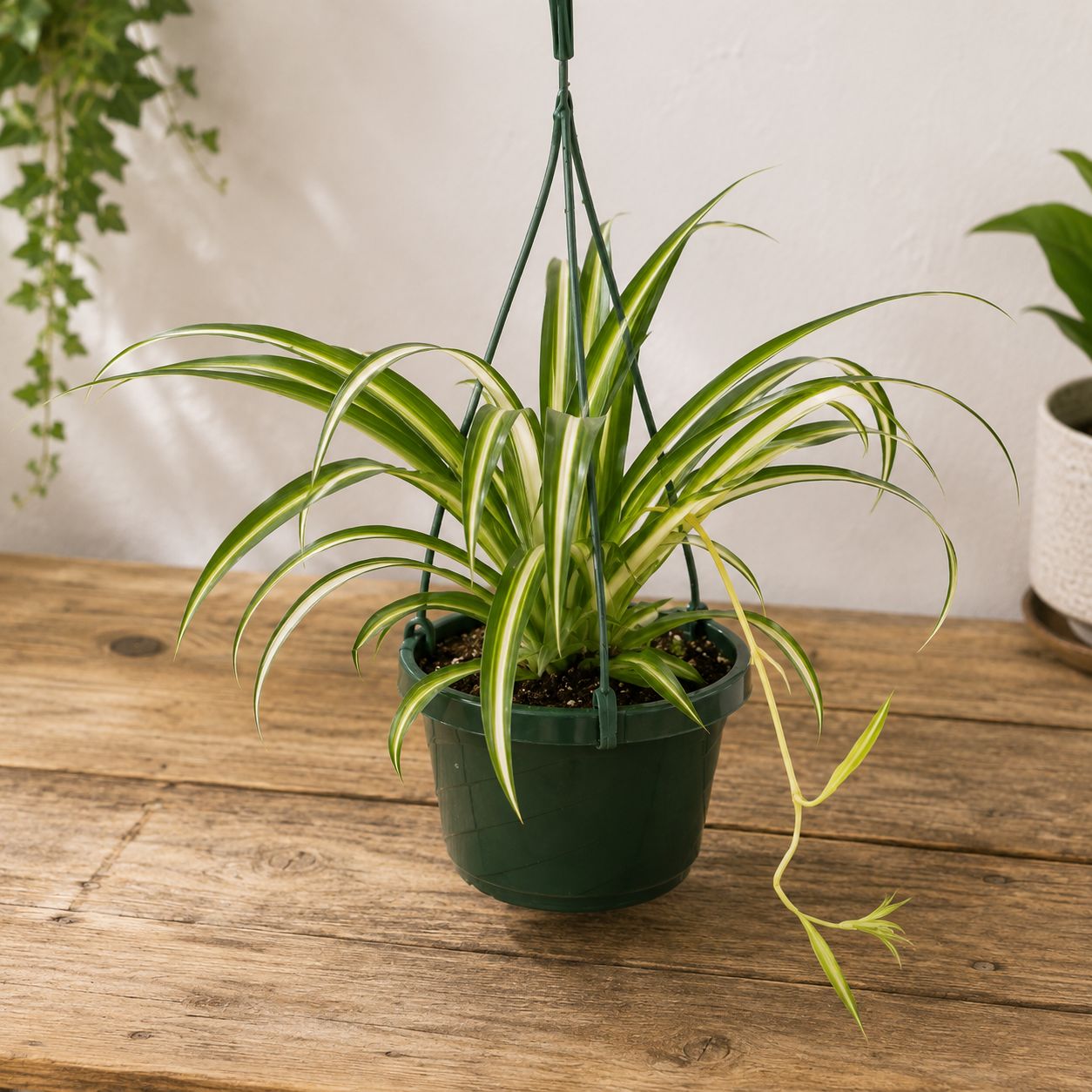 Spider Plant HB - 10"