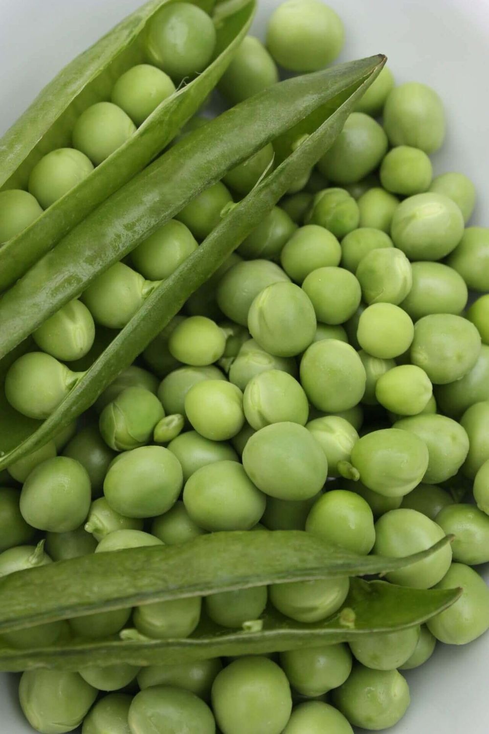 Early Frosty Pea Seeds (English Type) 1959