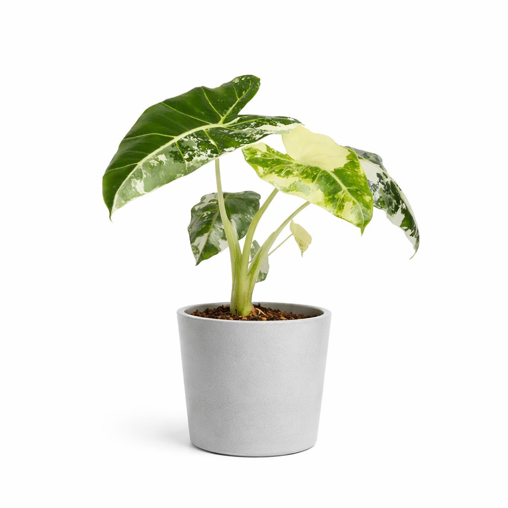 Alocasia Frydek Velvet Variegata - 4"