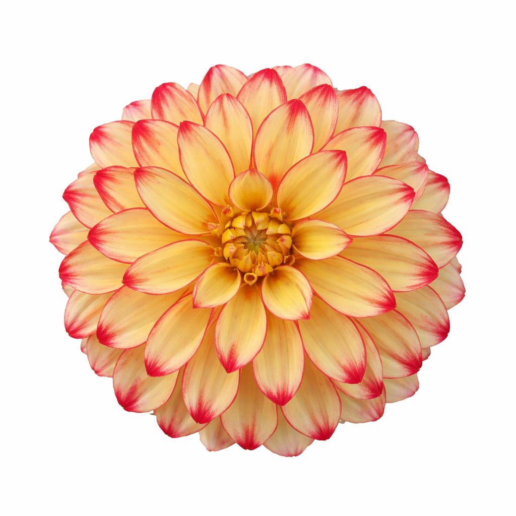 Dahlia - Dinnerplate Lady Darlene