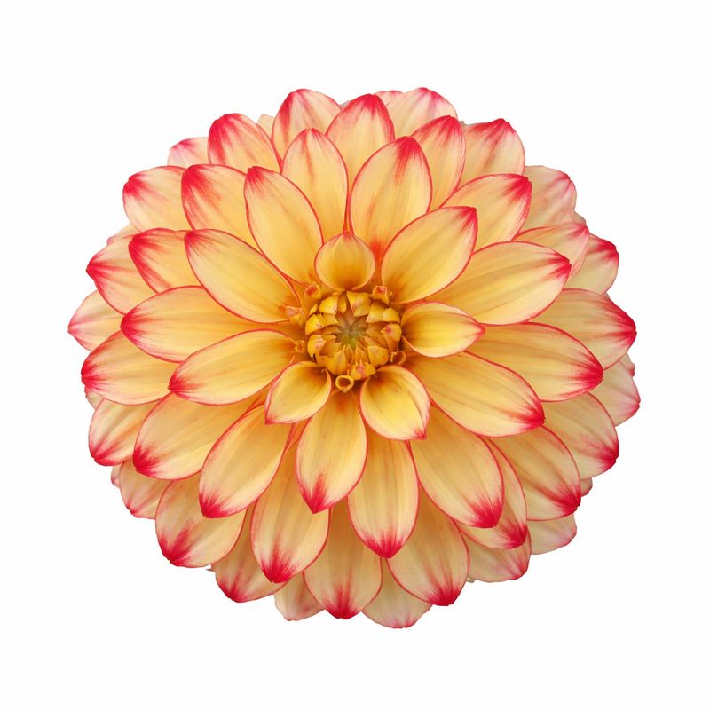 Dahlia - Dinnerplate Lady Darlene